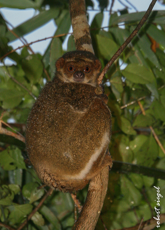 madagascar